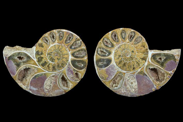Cut & Polished, Agatized Ammonite Fossil - Jurassic #100514
